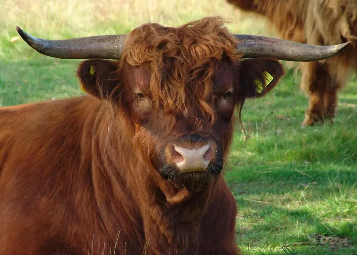 Сasa de vacaciones In Netherlands With Private Garden